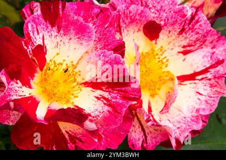 Rosa 'Hanabi' aka Rosa 'Fourth of July' oder Rosa 'Crazy for You' ist eine kleine Kletterrose Stockfoto