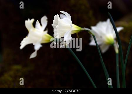 Narcissus Trompete freiwillig, große Trompete, Narzissen, weiße Trompete, große Narzissen, anne wright Dryad Kinderzimmer, RM Floral Stockfoto