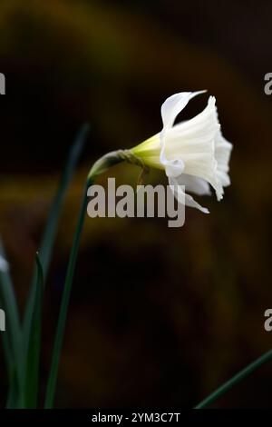 Narcissus Trompete freiwillig, große Trompete, Narzissen, weiße Trompete, große Narzissen, anne wright Dryad Kinderzimmer, RM Floral Stockfoto