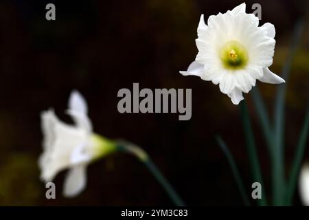 Narcissus Trompete freiwillig, große Trompete, Narzissen, weiße Trompete, große Narzissen, anne wright Dryad Kinderzimmer, RM Floral Stockfoto