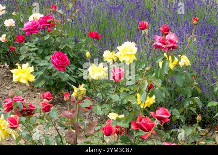 Rote Gelbe Rosen Lavendelblau Gemischtes Blumenbeet Stockfoto