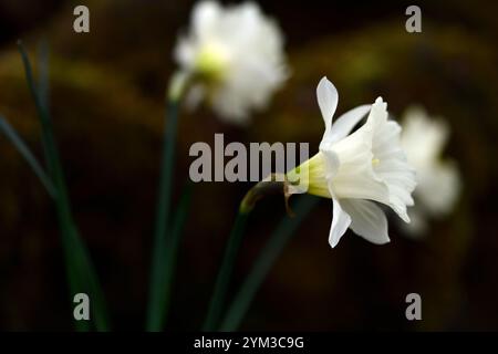 Narcissus Trompete freiwillig, große Trompete, Narzissen, weiße Trompete, große Narzissen, anne wright Dryad Kinderzimmer, RM Floral Stockfoto