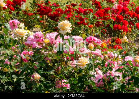Buntes Rosenbett im Garten Stockfoto