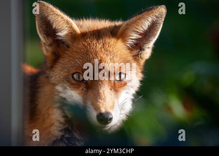 Großbritannien Wetter, 20. November 2024: Während der Süden Englands eine kalte, aber sonnige Atmosphäre genießt, blickt ein Stadtfuchs in ein Haus in Clapham, South London. Der Fotograf, der sich hinter einem Stuhl und einigen Zimmerpflanzen versteckt hatte, blieb still, um das wilde Tier nicht zu erschrecken. Quelle: Anna Watson/Alamy Live News Stockfoto