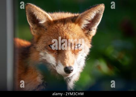 Großbritannien Wetter, 20. November 2024: Während der Süden Englands eine kalte, aber sonnige Atmosphäre genießt, blickt ein Stadtfuchs in ein Haus in Clapham, South London. Der Fotograf, der sich hinter einem Stuhl und einigen Zimmerpflanzen versteckt hatte, blieb still, um das wilde Tier nicht zu erschrecken. Quelle: Anna Watson/Alamy Live News Stockfoto