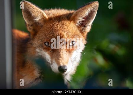 Großbritannien Wetter, 20. November 2024: Während der Süden Englands eine kalte, aber sonnige Atmosphäre genießt, blickt ein Stadtfuchs in ein Haus in Clapham, South London. Der Fotograf, der sich hinter einem Stuhl und einigen Zimmerpflanzen versteckt hatte, blieb still, um das wilde Tier nicht zu erschrecken. Quelle: Anna Watson/Alamy Live News Stockfoto