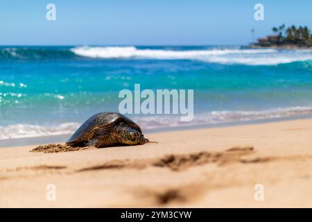 Eine hawaiianische Meeresschildkröte sonnt sich unter klarem Himmel auf dem Sand. Stockfoto