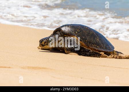 Eine hawaiianische grüne Meeresschildkröte genießt den warmen Strand in Oahu. Stockfoto