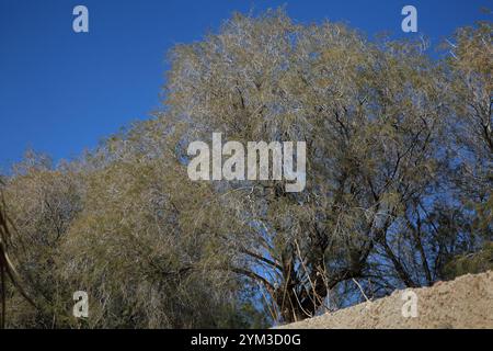 Küsteneichenbaum oberhalb des Vouliagmeni-Strandes Athen Attika Griechenland Stockfoto