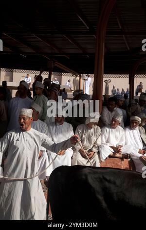 omanische Männer beobachten Vieh, wie sie auf dem nizwa Viehmarkt oman im Nahen Osten ziehen Stockfoto