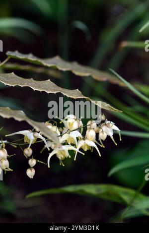 Epimedium wushenense Big Mama, cremegelbe Blumen, gebräuntes Laub, gebräunte Blätter, Waldgarten, Stauden, Barrenkraut, Schatten, Frühling, schattiger Garten, SHA Stockfoto