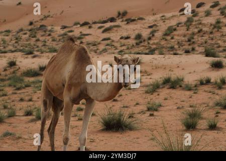 Arabische Kamele (Dromedary) in Wahiba Sands Oman Stockfoto