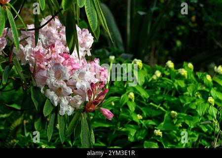 Rhododendron Loderi Pink Diamond, Smilacina, Maianthemum racemosum, rosa Blumen, Rhododendron Blumen, Rhododendron blüht, Rhododendron und Maianthemum Stockfoto