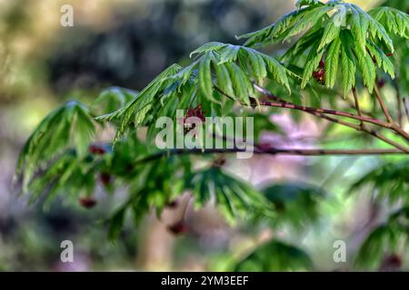 acer japonicum aki-Hi, neues Wachstum, Frühlingswachstum, grünes Laub, Blätter, japanischer Ahorn, Acers, Baum, Bäume, Waldgarten, Schatten, schattiger Garten, RM Flora Stockfoto