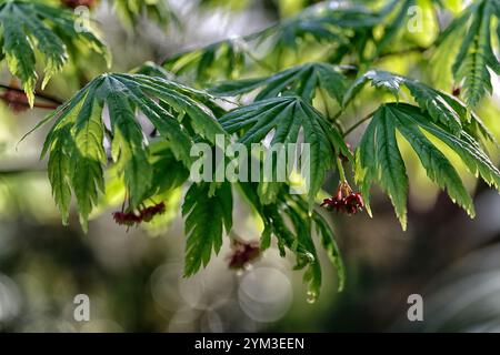 acer japonicum aki-Hi, neues Wachstum, Frühlingswachstum, grünes Laub, Blätter, japanischer Ahorn, Acers, Baum, Bäume, Waldgarten, Schatten, schattiger Garten, RM Flora Stockfoto