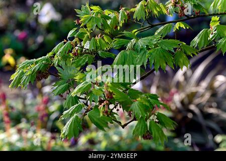 acer japonicum aki-Hi, neues Wachstum, Frühlingswachstum, grünes Laub, Blätter, japanischer Ahorn, Acers, Baum, Bäume, Waldgarten, Schatten, schattiger Garten, RM Flora Stockfoto