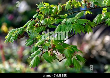 acer japonicum aki-Hi, neues Wachstum, Frühlingswachstum, grünes Laub, Blätter, japanischer Ahorn, Acers, Baum, Bäume, Waldgarten, Schatten, schattiger Garten, RM Flora Stockfoto