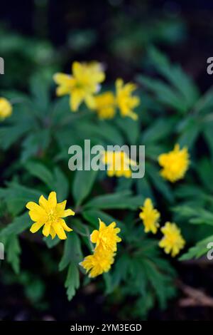 Anemone ranunculoides Kiduspe, gelbe Blumen, doppelt gelb geblümte Anemone, Anemonen, Blumen, Blume, geblümt, Holz, Wald, Schatten, schattig, schattig, Pflanze, wo Stockfoto