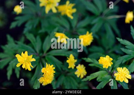 Anemone ranunculoides Kiduspe, gelbe Blumen, doppelt gelb geblümte Anemone, Anemonen, Blumen, Blume, geblümt, Holz, Wald, Schatten, schattig, schattig, Pflanze, wo Stockfoto