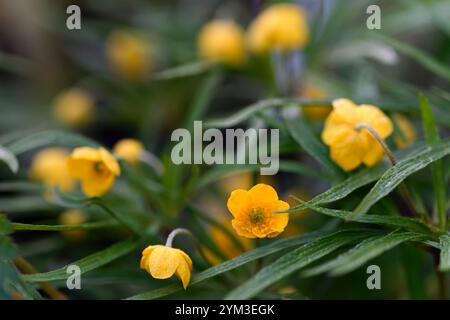 anemone ranunculoides linearis, gelbe Blumen, Anemonen, Blumen, Blume, geblümt, Holz, Wald, Schatten, schattig, schattig, Pflanze, Waldgarten, Frühling im Wo Stockfoto