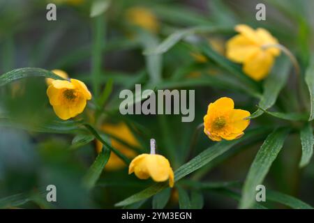 anemone ranunculoides linearis, gelbe Blumen, Anemonen, Blumen, Blume, geblümt, Holz, Wald, Schatten, schattig, schattig, Pflanze, Waldgarten, Frühling im Wo Stockfoto