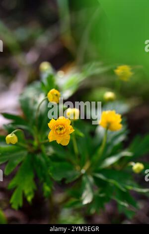 anemone ranunculoides, doppelte gelbe Blumen, Anemonen, Blumen, Blume, geblümt, Holz, Wald, Schatten, schattig, schattig, Pflanze, Waldgarten, Frühling im Wald Stockfoto