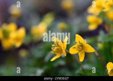 anemone ranunculoides linearis, gelbe Blumen, Anemonen, Blumen, Blume, geblümt, Holz, Wald, Schatten, schattig, schattig, Pflanze, Waldgarten, Frühling im Wo Stockfoto