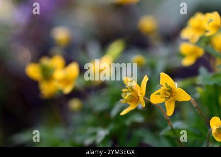 anemone ranunculoides linearis, gelbe Blumen, Anemonen, Blumen, Blume, geblümt, Holz, Wald, Schatten, schattig, schattig, Pflanze, Waldgarten, Frühling im Wo Stockfoto