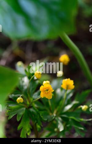 anemone ranunculoides, doppelte gelbe Blumen, Anemonen, Blumen, Blume, geblümt, Holz, Wald, Schatten, schattig, schattig, Pflanze, Waldgarten, Frühling im Wald Stockfoto