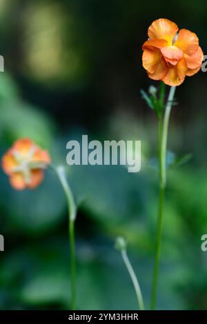 ranunkeln Rokoko Orange, Ranunkeln Hybrid, interspezifische Ranunkeln, orange Blumen, orange Ranunkeln, RM Floral Stockfoto