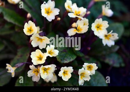 Primula Tara, Primrose tara, kennedy Primrose, Primrose, Aculis rosa Stiele, dunkelgelbe Blüten, dunkelrötlich grünes Laub, grüne Form, Stockfoto