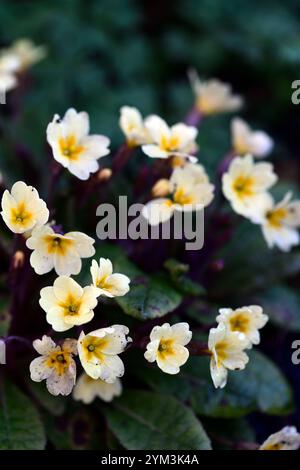 Primula Tara, Primrose tara, kennedy Primrose, Primrose, Aculis rosa Stiele, dunkelgelbe Blüten, dunkelrötlich grünes Laub, grüne Form, Stockfoto