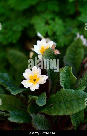 Primula Tara, Primrose tara, kennedy Primrose, Primrose, Aculis rosa Stiele, dunkelgelbe Blüten, dunkelrötlich grünes Laub, grüne Form, Stockfoto