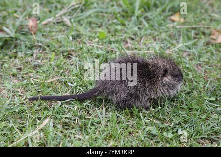 Europäisches Water Vole oder nördliches Water Vole auf Gras - Arvicola amphibius Stockfoto