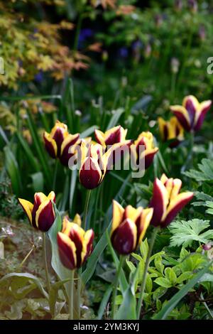 Tulip Slawa, Tulipa Muvota, Tulipa Havran, Tulipa Black Hero, Dunkelviolette Tulpen, violette und kupferorangene Tulpen, gemischte Tulpenanzeige, Displays, in Th Stockfoto