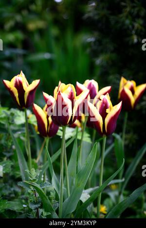 Tulip Slawa, Tulipa Muvota, Tulipa Havran, Tulipa Black Hero, Dunkelviolette Tulpen, violette und kupferorangene Tulpen, gemischte Tulpenanzeige, Displays, in Th Stockfoto