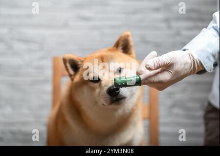 Die Hand der Person in weißen Schutzhandschuhen hält die grüne Fingerzahnbürste vor dem rothaarigen Shiba Inu Hund. Haustierhygienekonzept. Stockfoto