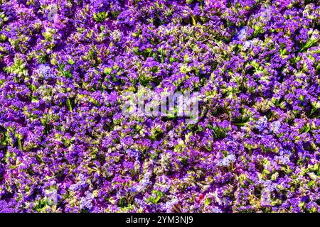 Violett Meer Lavendel Blumen Hintergrund von oben, festliche florale Hintergrund, dekorative Komposition, bunter lila Bouquet, Strauß Blumen Stockfoto
