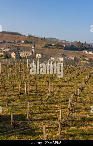 Spring Vineyards in der Nähe von Chenas in Beaujolais, Burgund, Frankreich Stockfoto