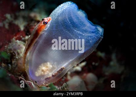 Die Seebrücke (Dactylonia Ascidicola) lebt in der Blauen Gelbring-Seebrücke (Rhopalaea crassa) und die kleine Ziege bewacht ihre Eier draußen Stockfoto