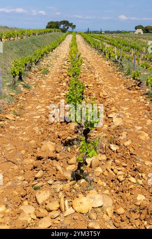 Typischer Weinberg mit Steinen in der Nähe von Chateauneuf-du-Pape, Cotes du Rhone, Frankreich Stockfoto