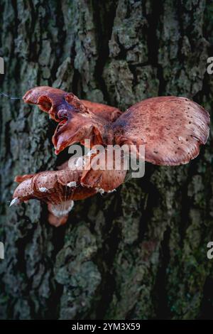 Nahaufnahme von einem Haufen Pilze, die im Herbst auf einem Baum wachsen. In einem Wald in den Niederlanden. Stockfoto