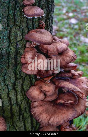 Nahaufnahme von einem Haufen Pilze, die im Herbst auf einem Baum wachsen. In einem Wald in den Niederlanden. Stockfoto