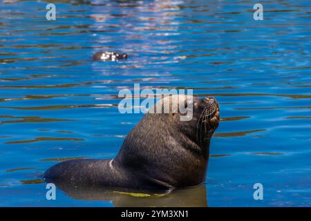 Seelöwen, lobos marinos Ozean und Meerestiere in der wilden Natur. Seelöwen spielen im Wasser einer Meeresbucht mit blauem, klarem Wasser an einem sonnigen Tag Stockfoto