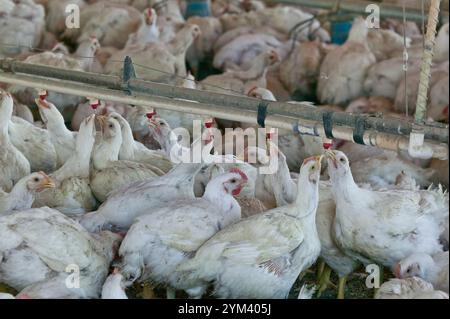 Geflügelzucht, Hühner trinken und füttern, "Gallus domesticus". Stockfoto