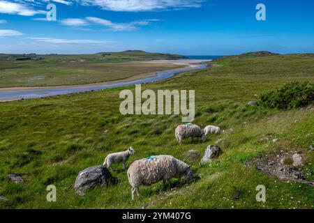 Blick über Achnahaird Beach mit Schafherde in der Nähe von Village Brae of Achnahaird an der Küste der Highlands in Schottland, Großbritannien Stockfoto