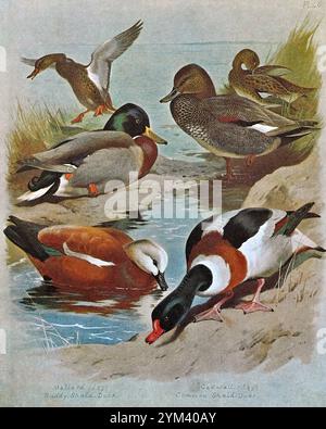 Stockenten (Anas platyrhynchos), Gadwall (Mareca strepera), Ruddy Shelente (Tadorna ferruginea), Gemeine Shelente ((Tadorna tadorna), Vintage Aquarellillustration von 1915. Original des schottischen Künstlers Archibald Thorburn. Stockfoto