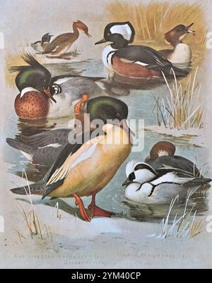 Rotbreasted Merganser (Mergus serrator), KapuzenMerganser (Lophodytes cucullatus), Goosander (Mergus merganser), SMEW (Mergellus albellus), Vintage Aquarellillustration von 1915. Original des schottischen Künstlers Archibald Thorburn. Stockfoto