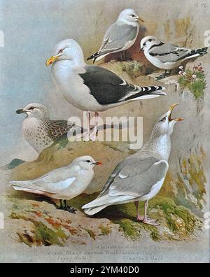 Kittiwake Erwachsene und jung (Rissa tridactyla), große Schwarze Möwe Erwachsene und jung (Larus marinus), Elfenbeinmöwe (Pagophila eburnea) und Glaukous Möwe (Larus hyperboreus), Vintage Aquarellillustration von 1915. Original des schottischen Künstlers Archibald Thorburn. Stockfoto