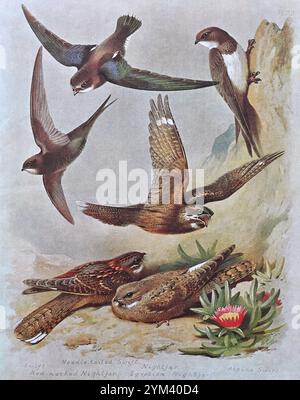 SWIFT (Apus apus), Nadelschwanz-Swift (Hirundapus caudacutus), Nachtschrank (Caprimulgus europaeus), Alpenschwenk (Tachymarptis melba), Rothals-Nachtschnecke (Caprimulgus ruficollis), ägyptisches Nachtschrank (Caprimulgus aegyptius), Vintage Aquarellillustration von 1915. Original des schottischen Künstlers Archibald Thorburn. Stockfoto